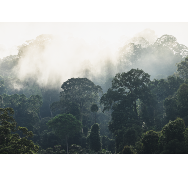 Wall mural nature misty forest view - TenStickers