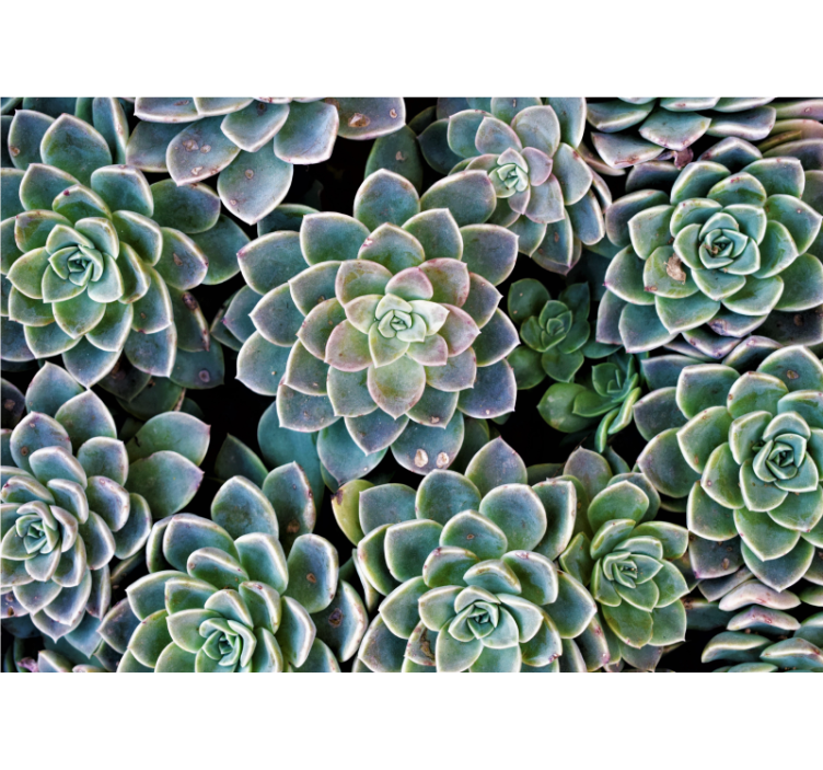 Succulent Plant Collection wall mural nature - TenStickers