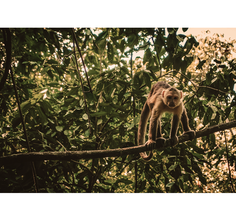 Monkey on Branch animals wall mural - TenStickers