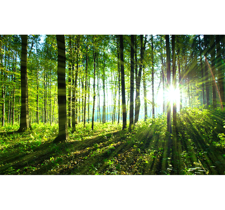 Forest wall mural sunlit woodland scene - TenStickers