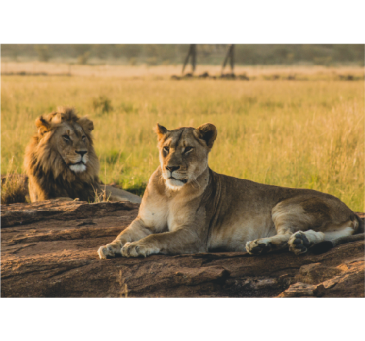Lion wall mural majestic lion pair - TenStickers