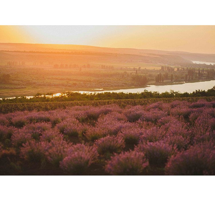 Lavender Sunset Landscape flower wall mural - TenStickers