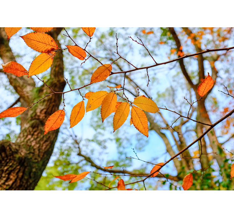 Autumn Leaves Branch wall mural trees - TenStickers