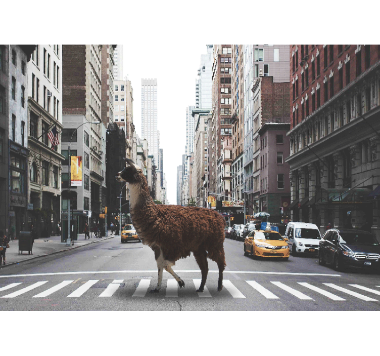 Animals wall mural llama on street - TenStickers