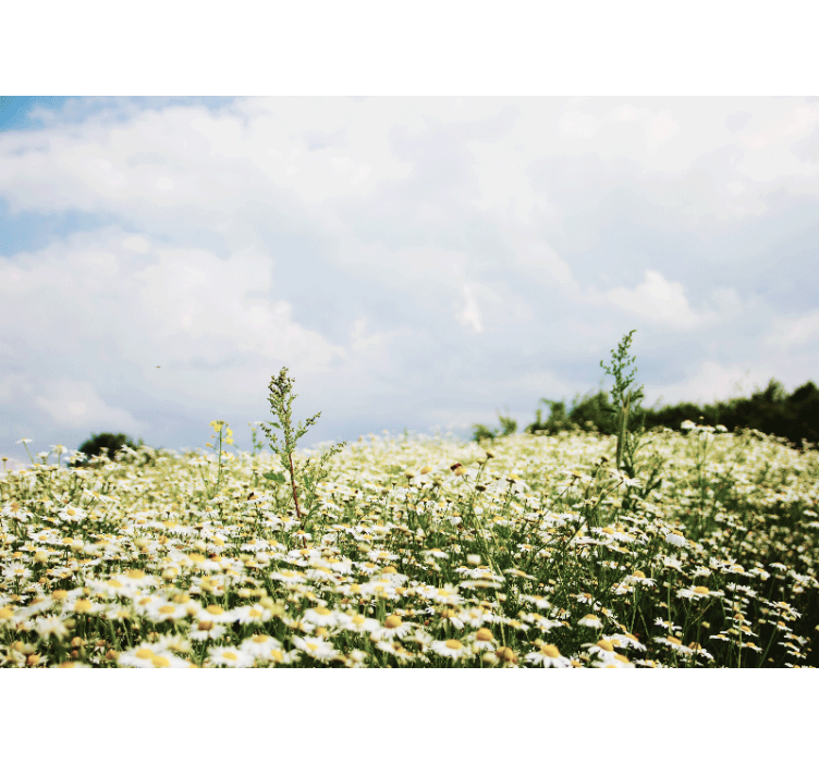 Daisy Field Scene flower wall mural - TenStickers