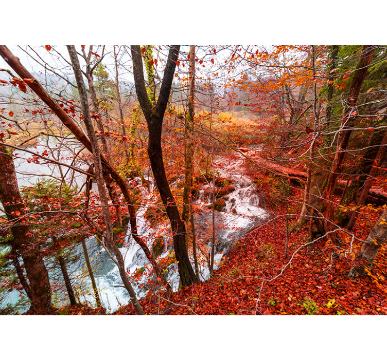 Autumn Forest Scene wall mural nature - TenStickers