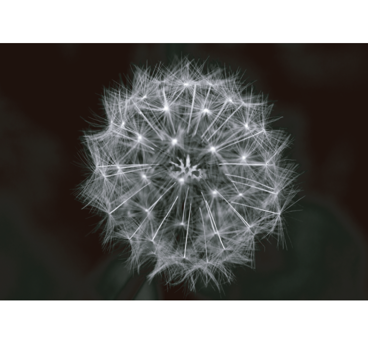 Dandelion wall mural delicate dandelion burst - TenStickers