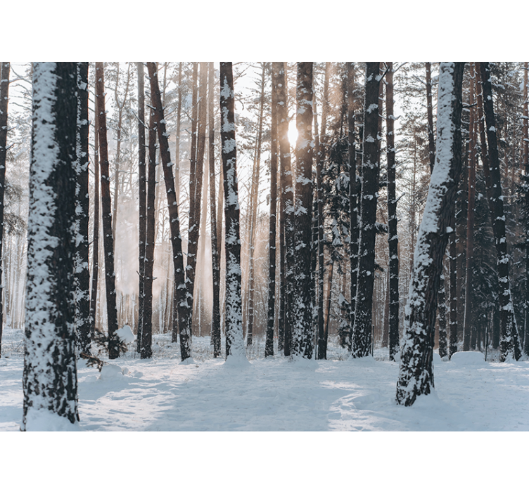 Wintry Pine Woods forest wall mural - TenStickers