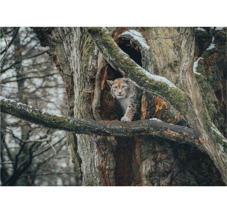 Lynx in Tree animals wall mural - TenStickers