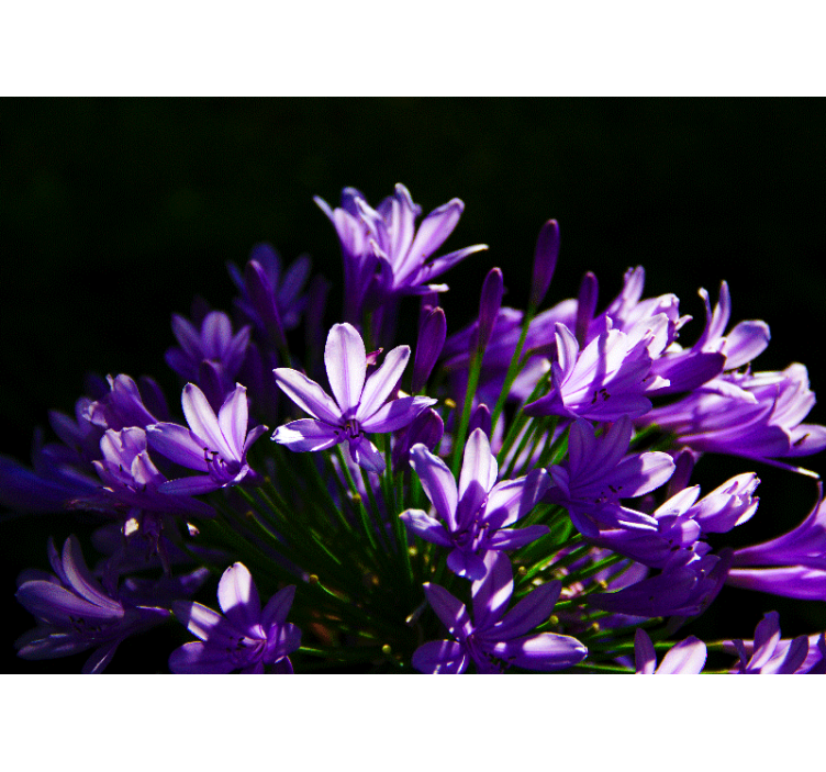 Purple Floral Beauty flower wall mural - TenStickers