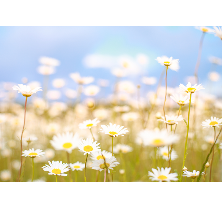 Daisies in Bloom flower wall mural - TenStickers