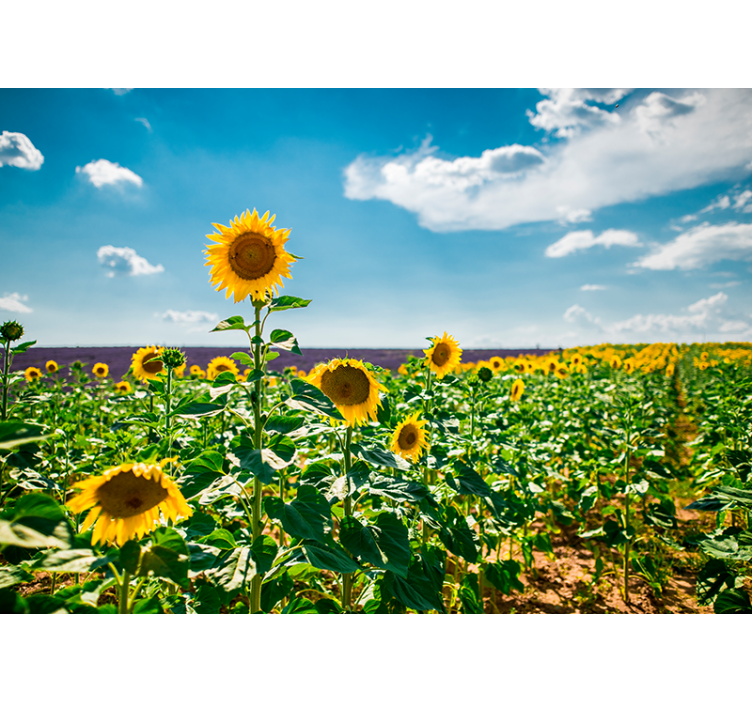 Sunflower Field Bliss flower wall mural - TenStickers