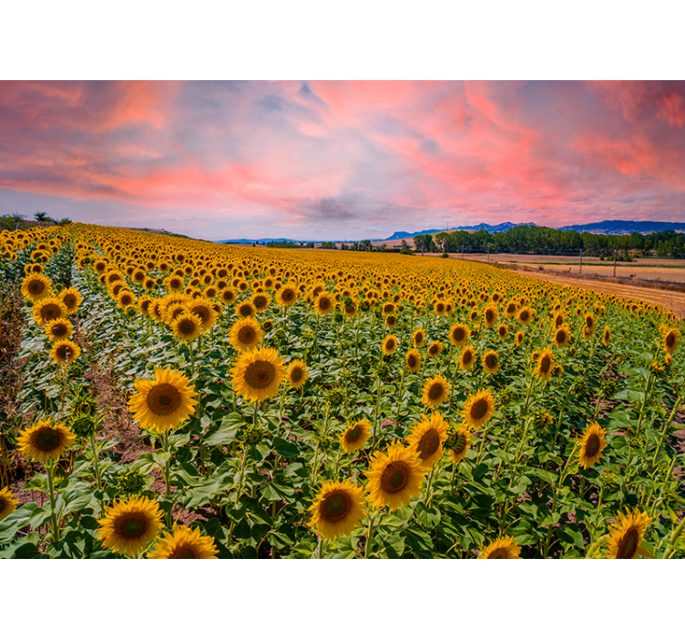 Flower wall mural sunflower field view - TenStickers