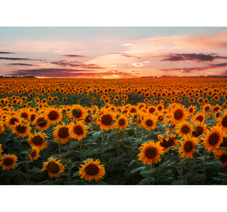 Sunflower Meadow Dusk flower wall mural - TenStickers