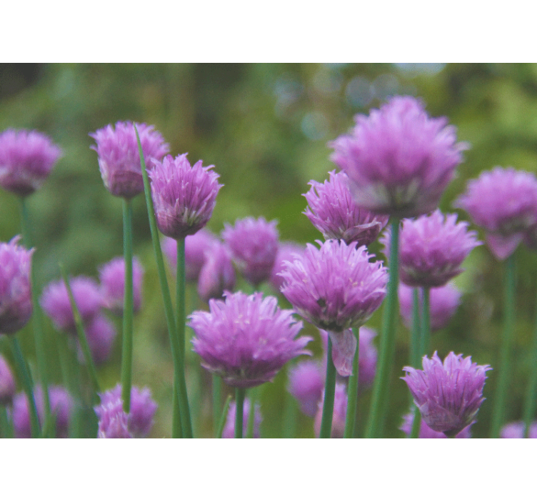 Flower wall mural chive blooming cluster - TenStickers