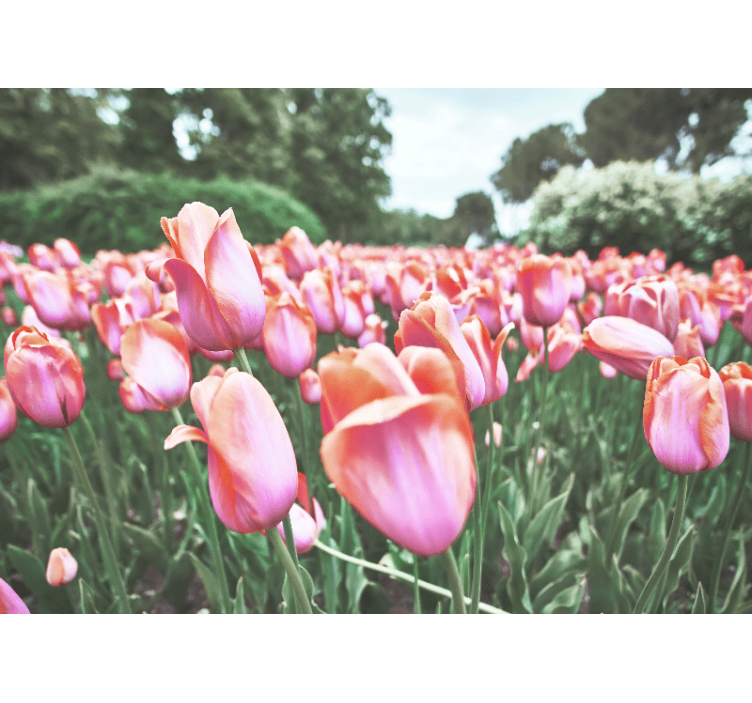 Poppy wall mural tulip field blossom - TenStickers
