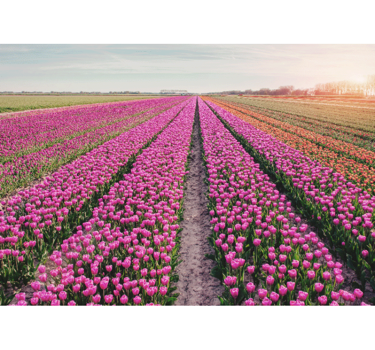 Flower wall mural tulip meadow landscape - TenStickers