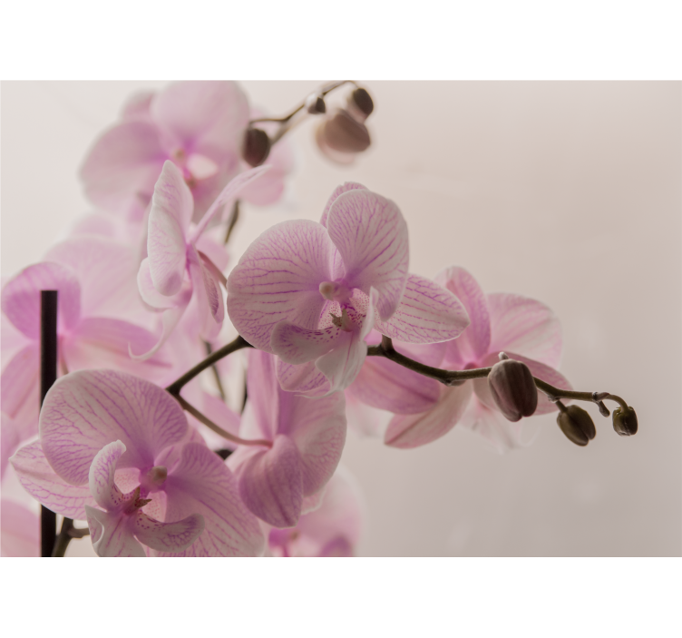 Orchid wall mural delicate orchid blooms - TenStickers
