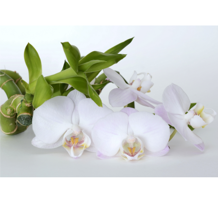 Orchid wall mural elegant orchid arrangement - TenStickers
