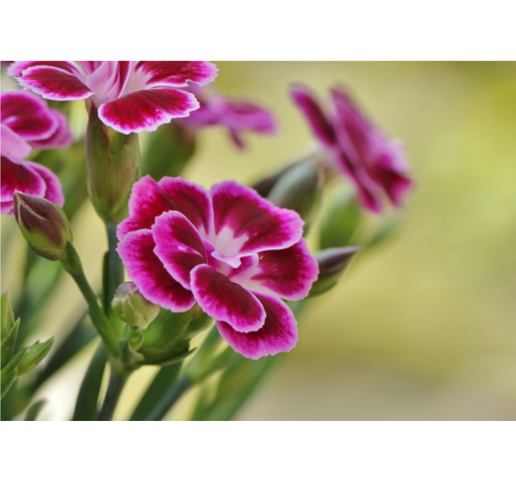 Poppy wall mural floral joy - TenStickers