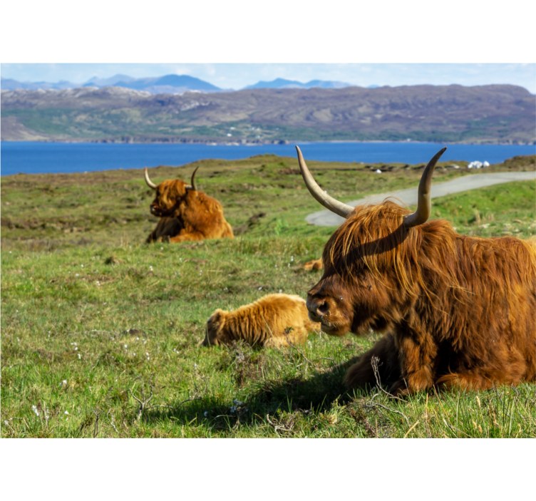 Wall mural nature highland cattle grazing - TenStickers