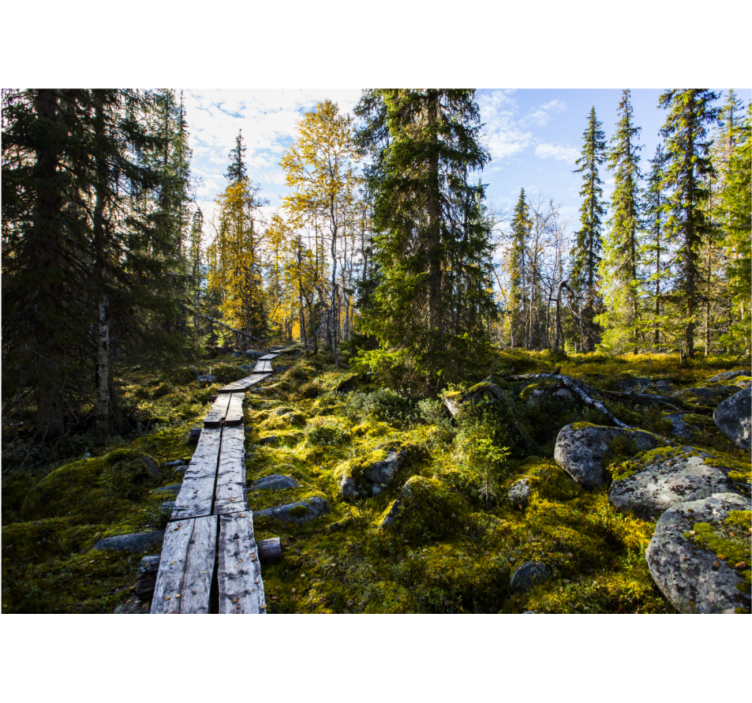 Wall mural nature tranquil forest path - TenStickers