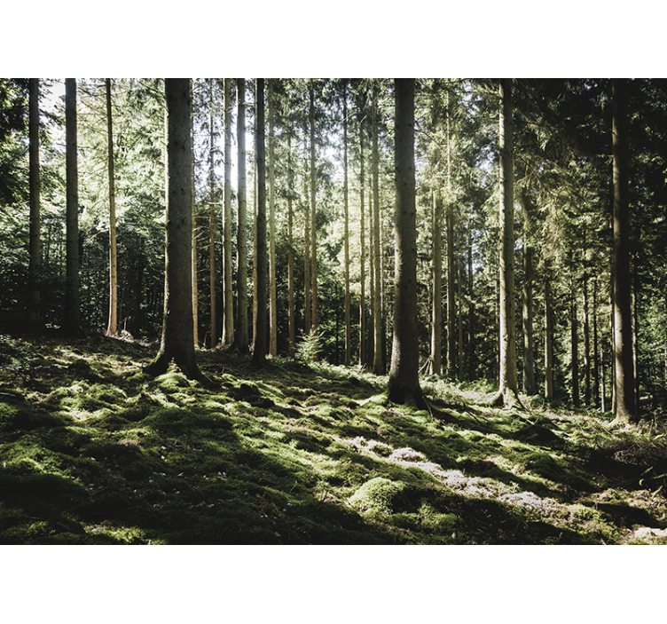 Forest wall mural tranquil forest scene - TenStickers