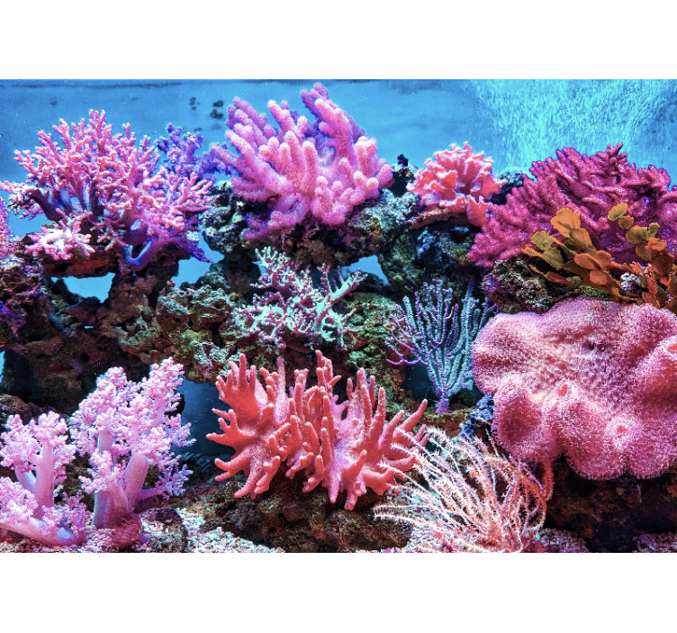 Aquatic Coral Scene under the sea wall mural - TenStickers