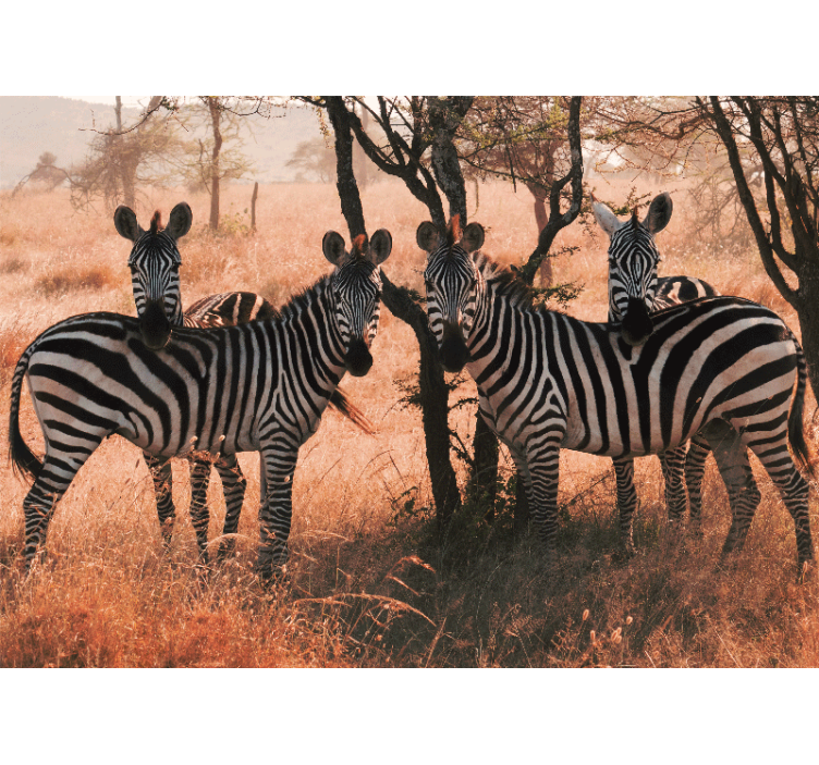 Animals wall mural zebras in nature - TenStickers