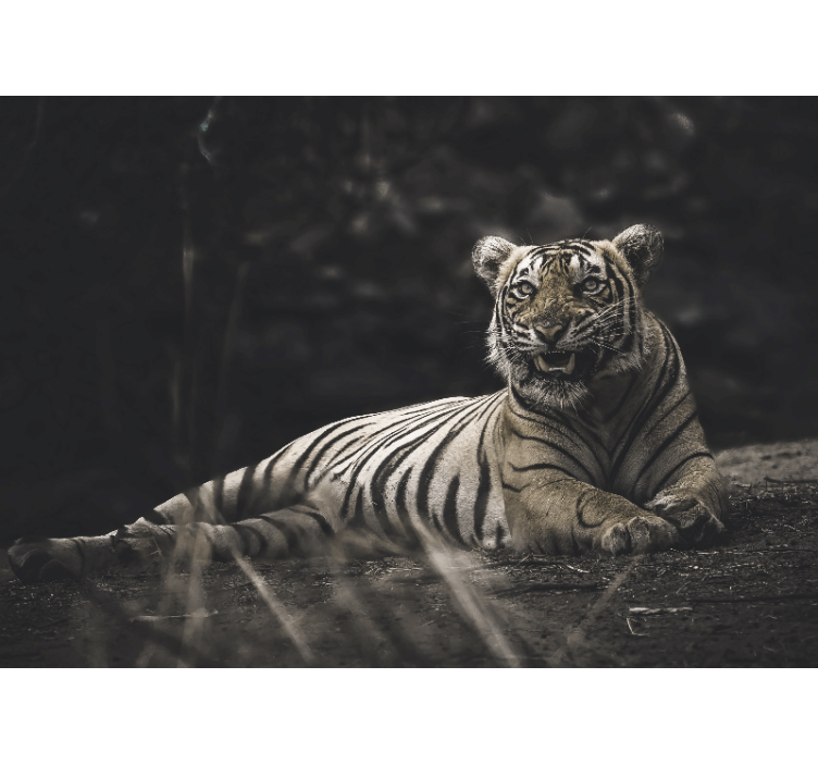 Animals wall mural majestic tiger pose - TenStickers
