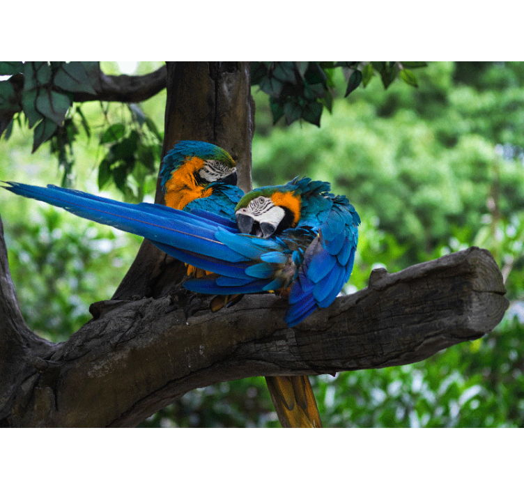 Colorful parrots in the jungle wall mural - TenStickers