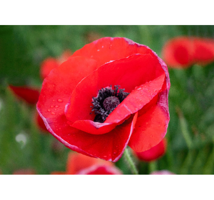 Poppy wall mural red poppy blossom - TenStickers