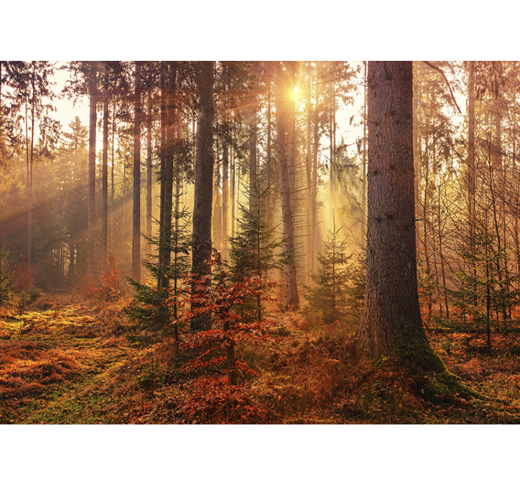 Red colorful Autumn forest nature wall mural - TenStickers