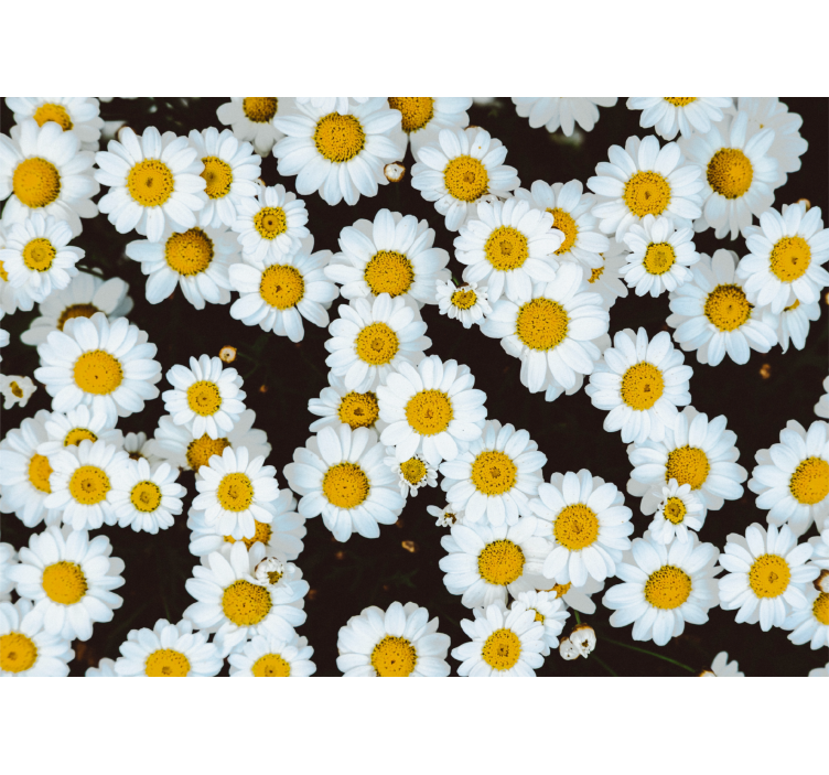 Flower wall mural chamomile floral design - TenStickers