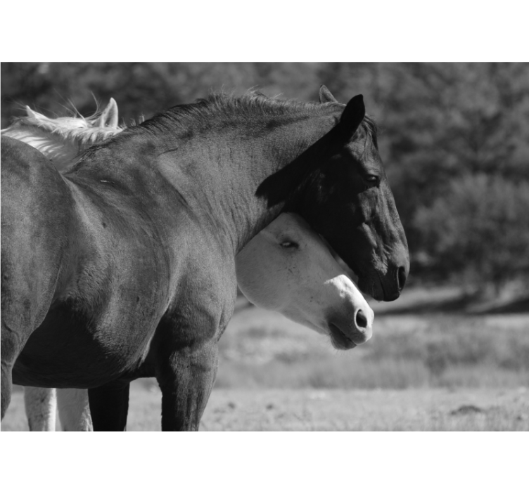 Animals wall mural horse companionship - TenStickers