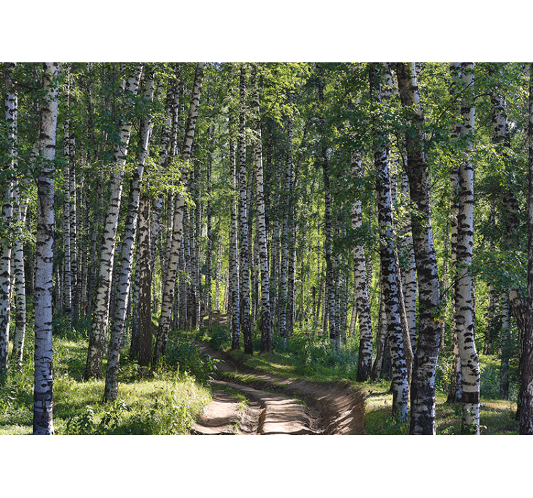 Wall mural nature serene birch forest - TenStickers