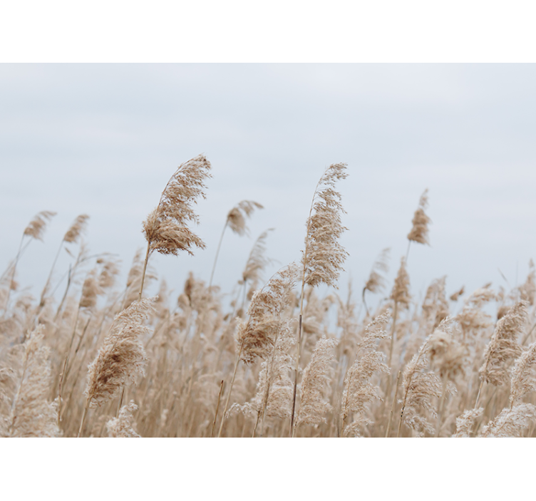 Pampas grass serenity meadow wall mural - TenStickers
