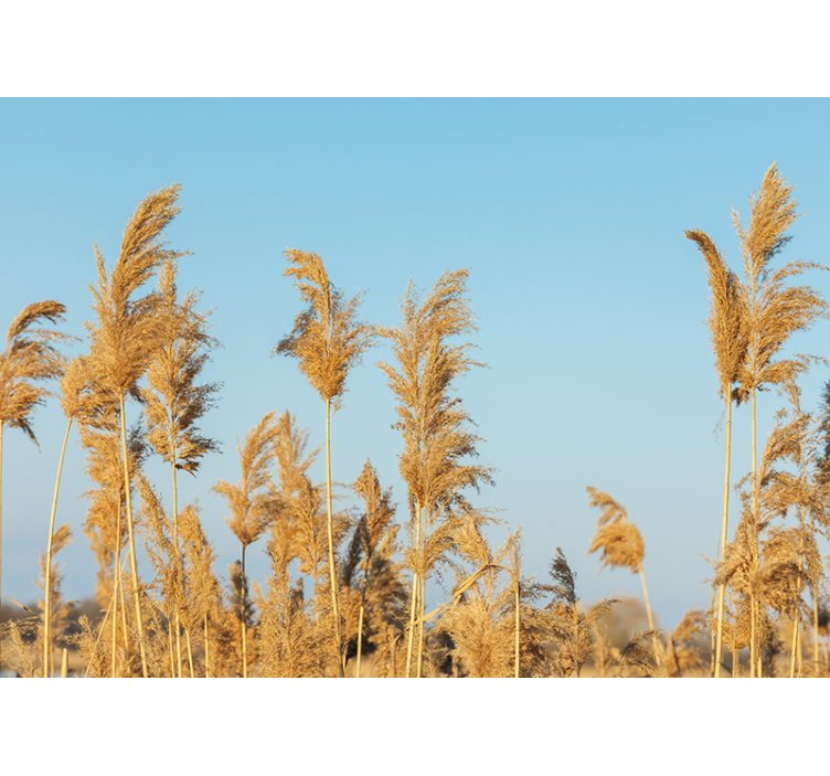 Wall mural nature golden grass plains - TenStickers