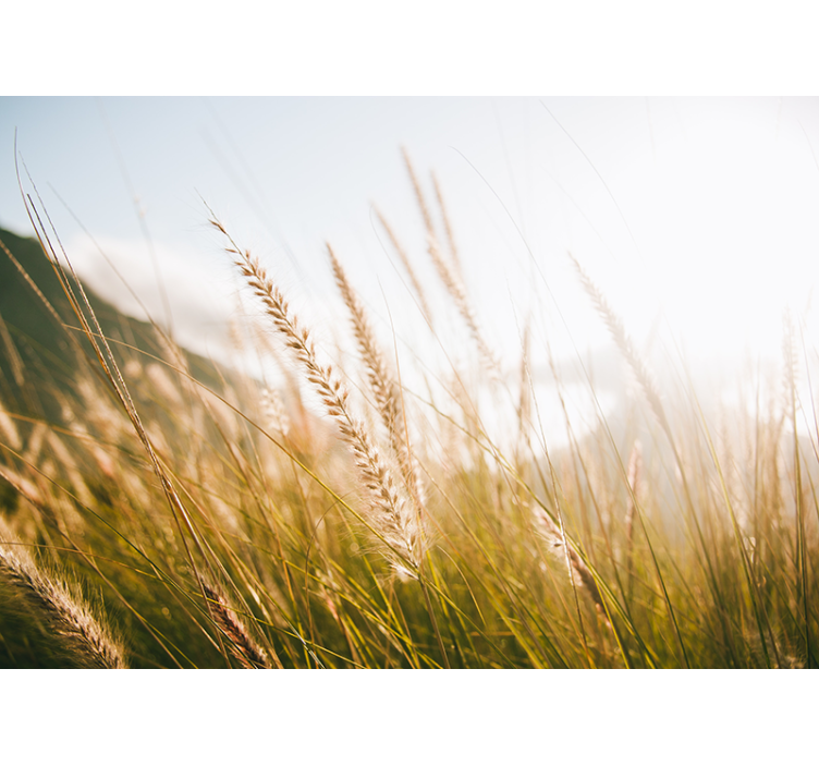 Wall mural nature soft grasses whisper - TenStickers