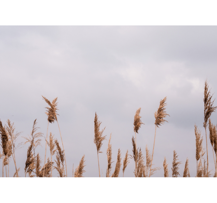 Wall mural trees tall grass silhouettes - TenStickers