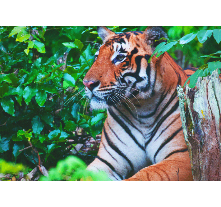 Jungle wall mural majestic tiger gaze - TenStickers