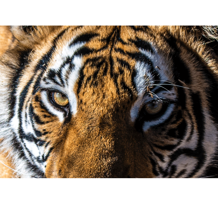 Animals wall mural magnificent tiger close-up - TenStickers
