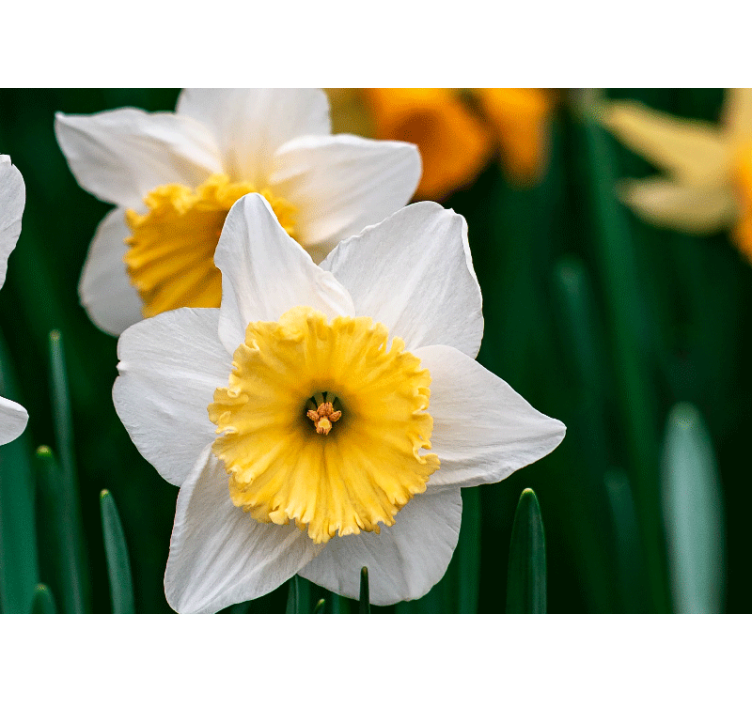 Poppy wall mural daffodil blooming elegance - TenStickers