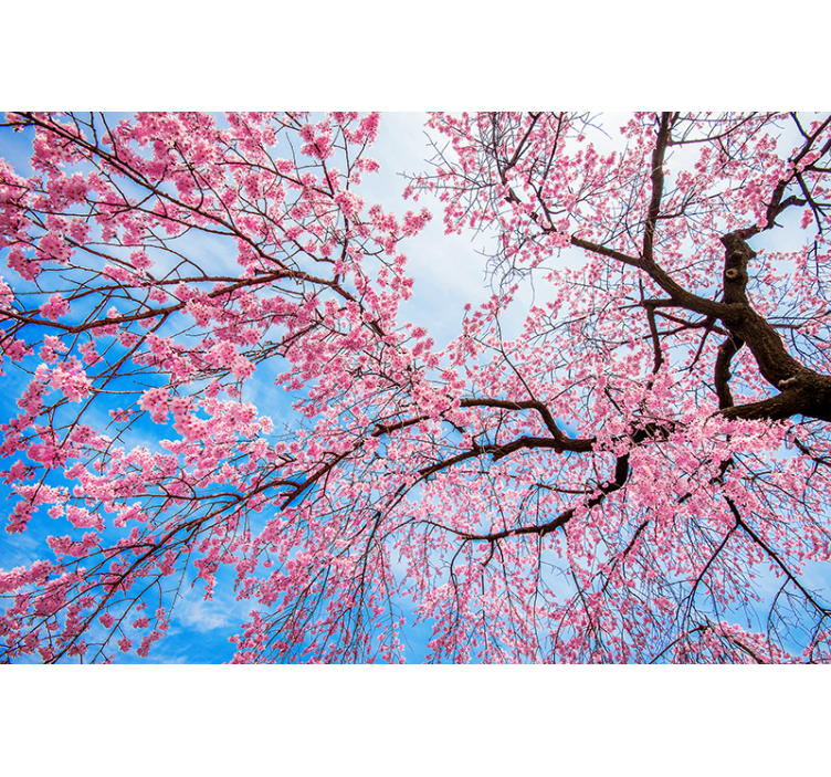 Flower wall mural blooming cherry blossoms - TenStickers