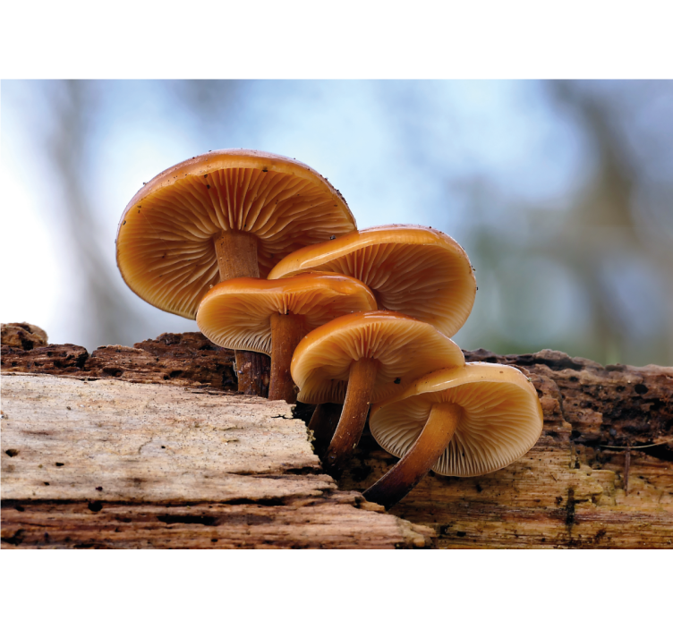 Flower wall mural mushroom group - TenStickers