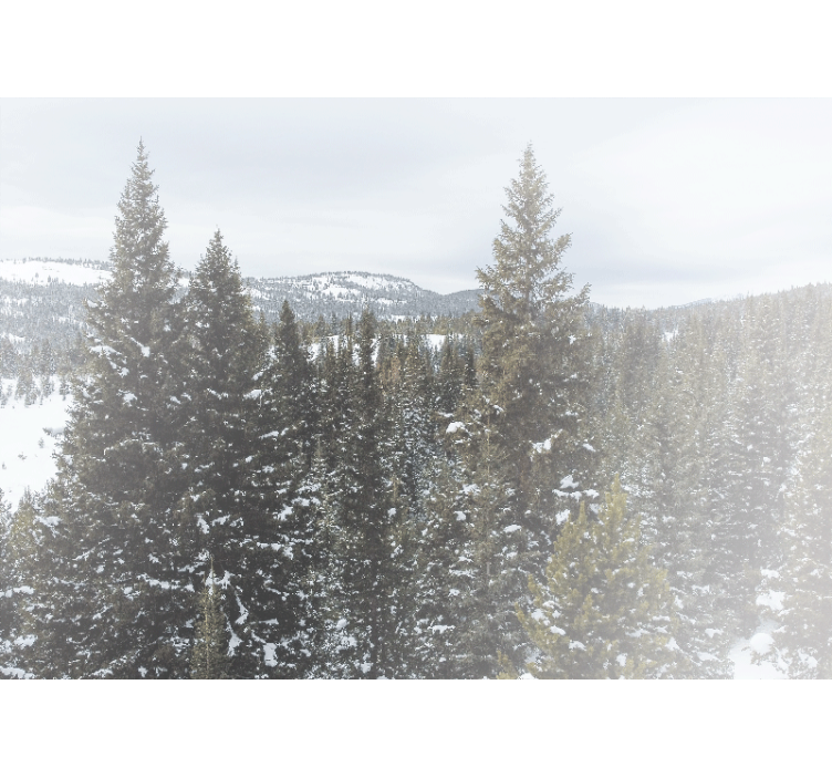 Wall mural nature snowy evergreen scene - TenStickers