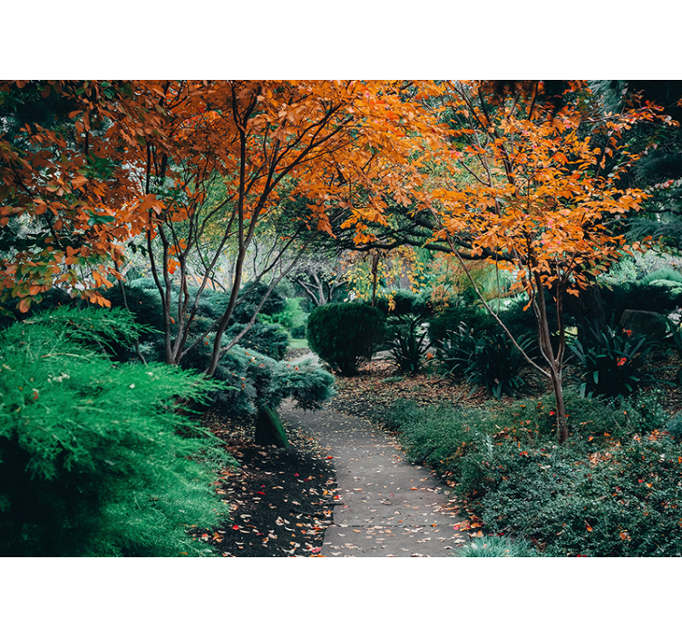 Wall mural nature pathway among trees - TenStickers