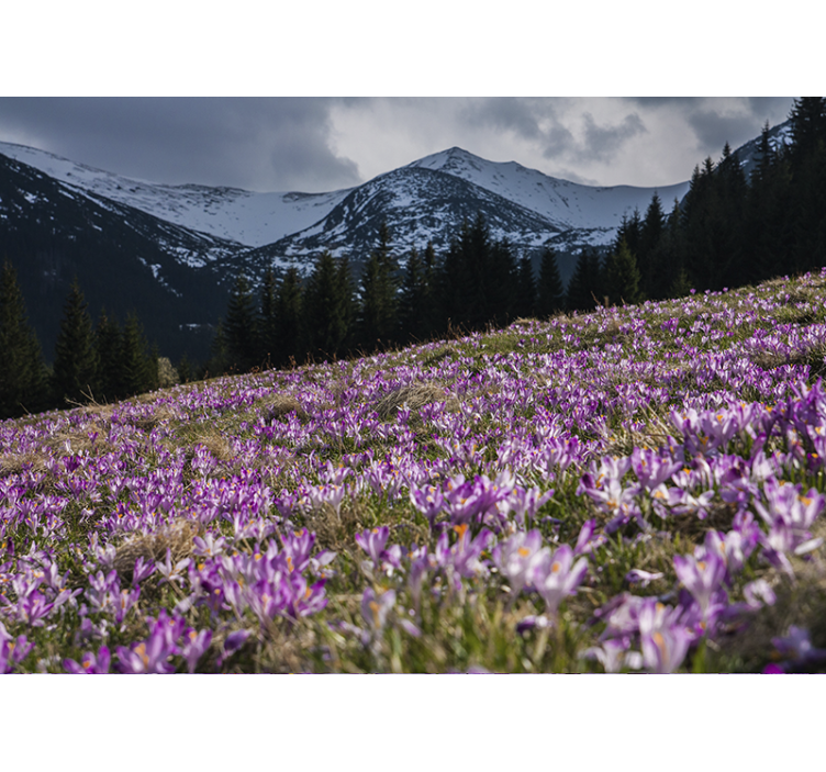 Crocus blossom field flower wall mural - TenStickers