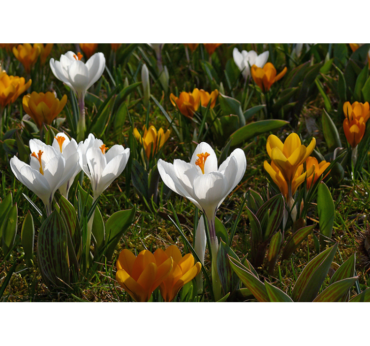 Crocus flower bloom flower wall mural - TenStickers