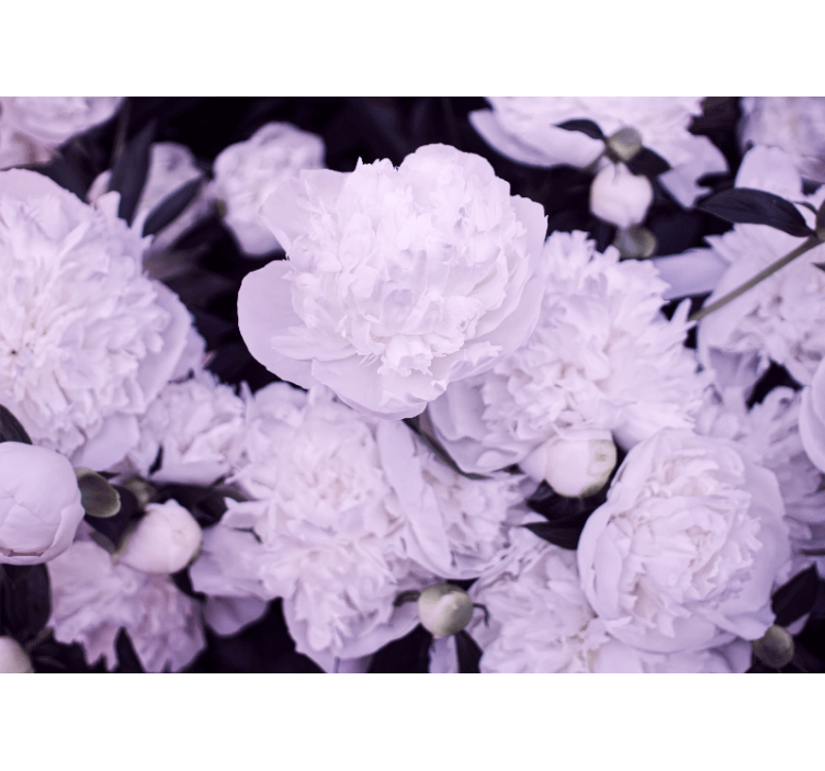 Flower wall mural lavender peony blossoms - TenStickers